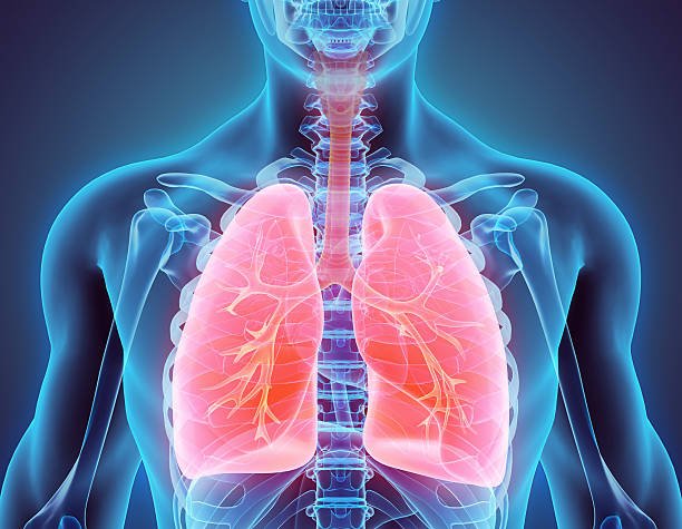 3D illustration of Lungs - Part of Human Organic